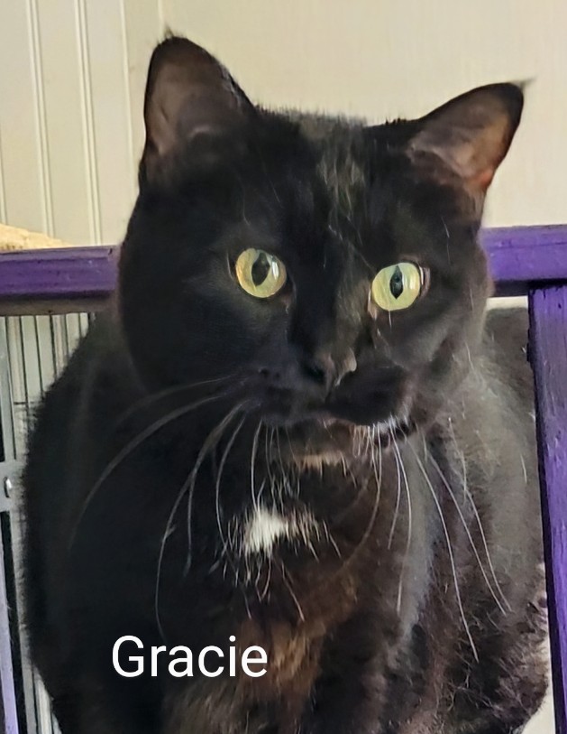 Gracie, a Adoptable Extra-Toes Cat / Hemingway Polydactyl in Colfax, IA image 1/3