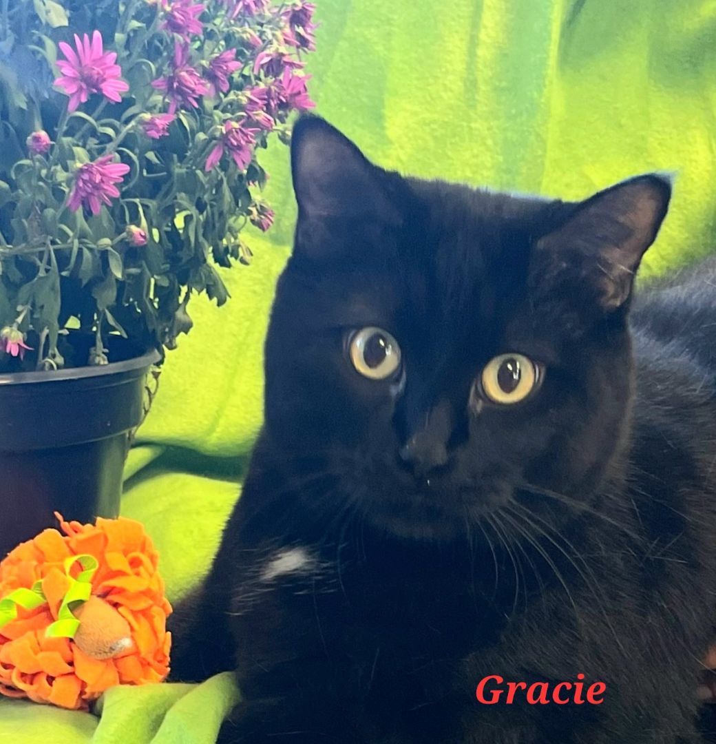 Gracie, a Adoptable Extra-Toes Cat / Hemingway Polydactyl in Colfax, IA image 2/3