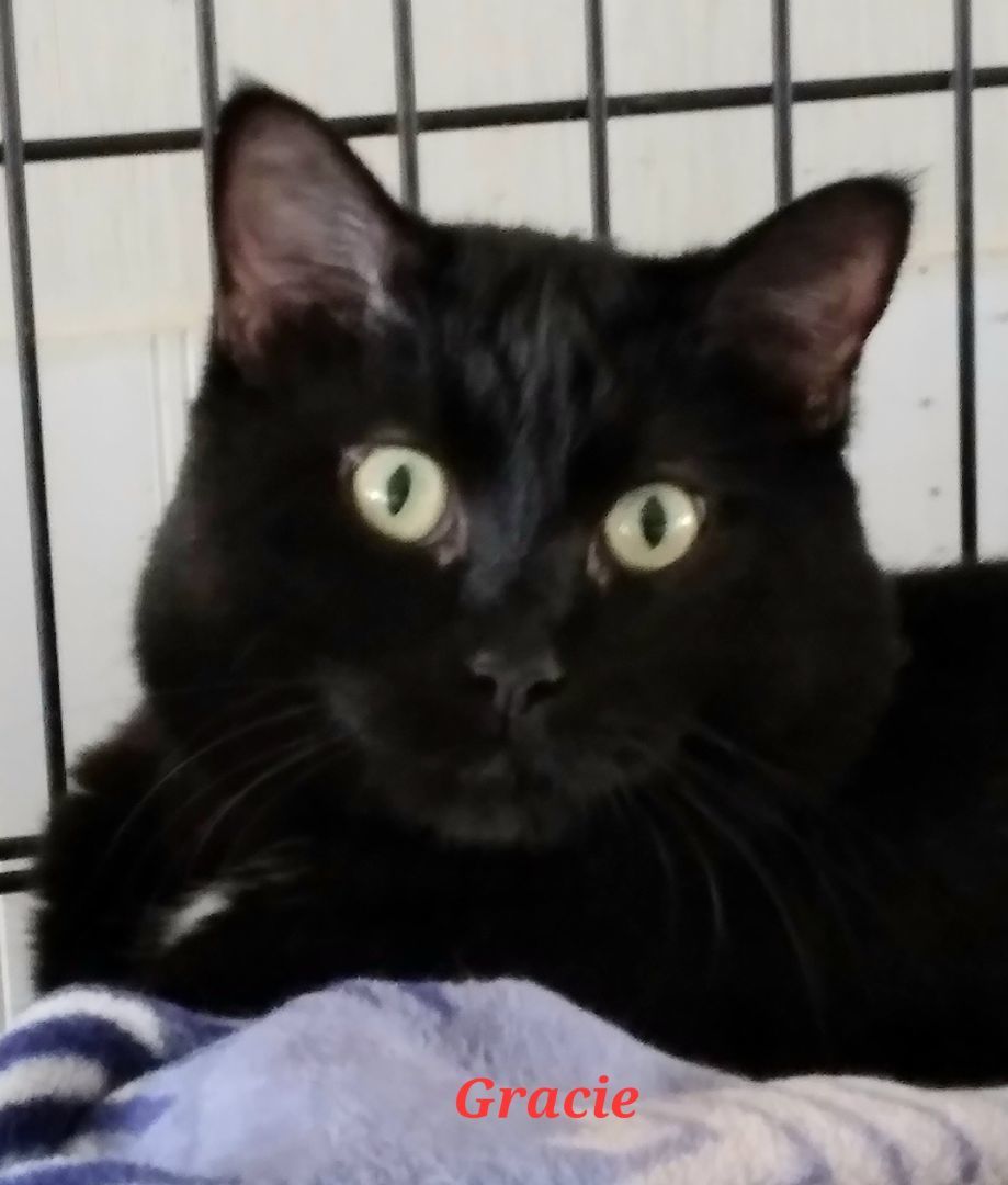 Gracie, a Adoptable Extra-Toes Cat / Hemingway Polydactyl in Colfax, IA image 3/3