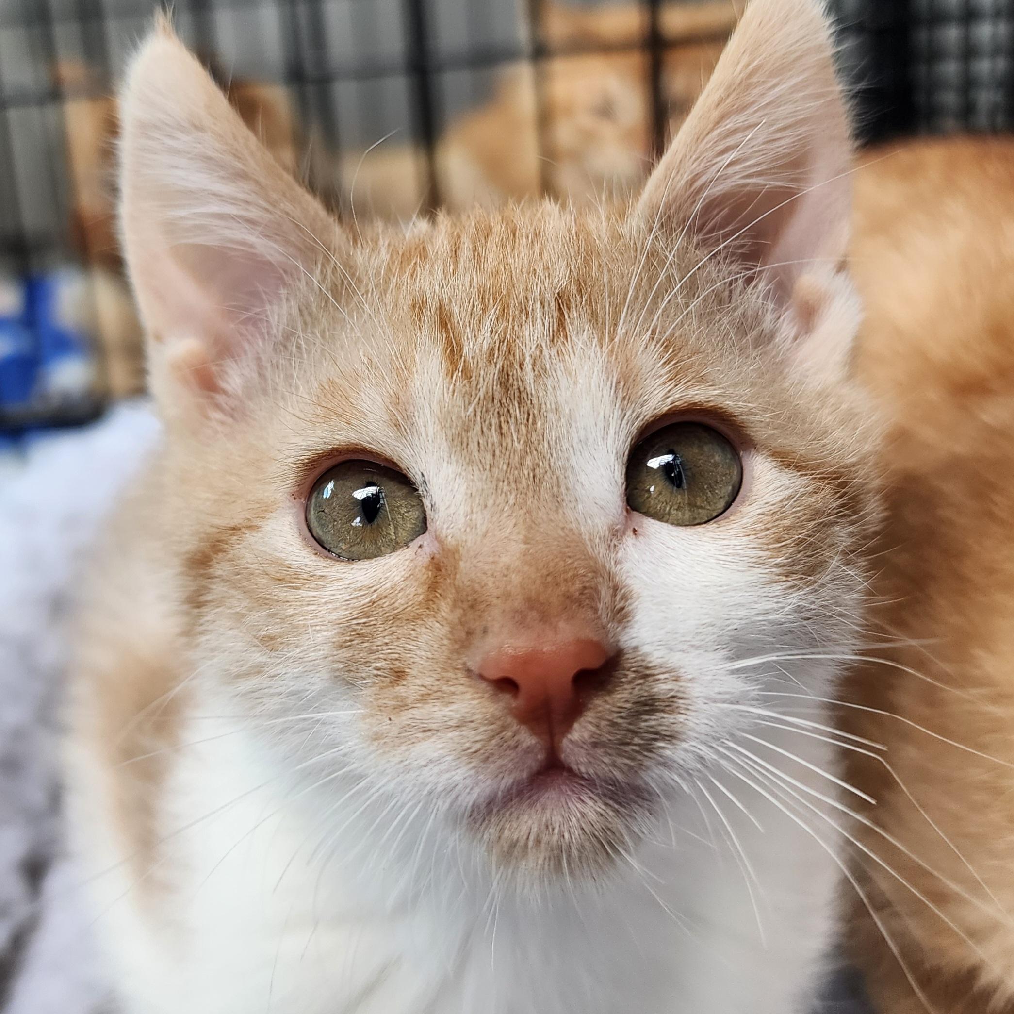 Strelka, adopted, Kitten Female Domestic Short Hair.