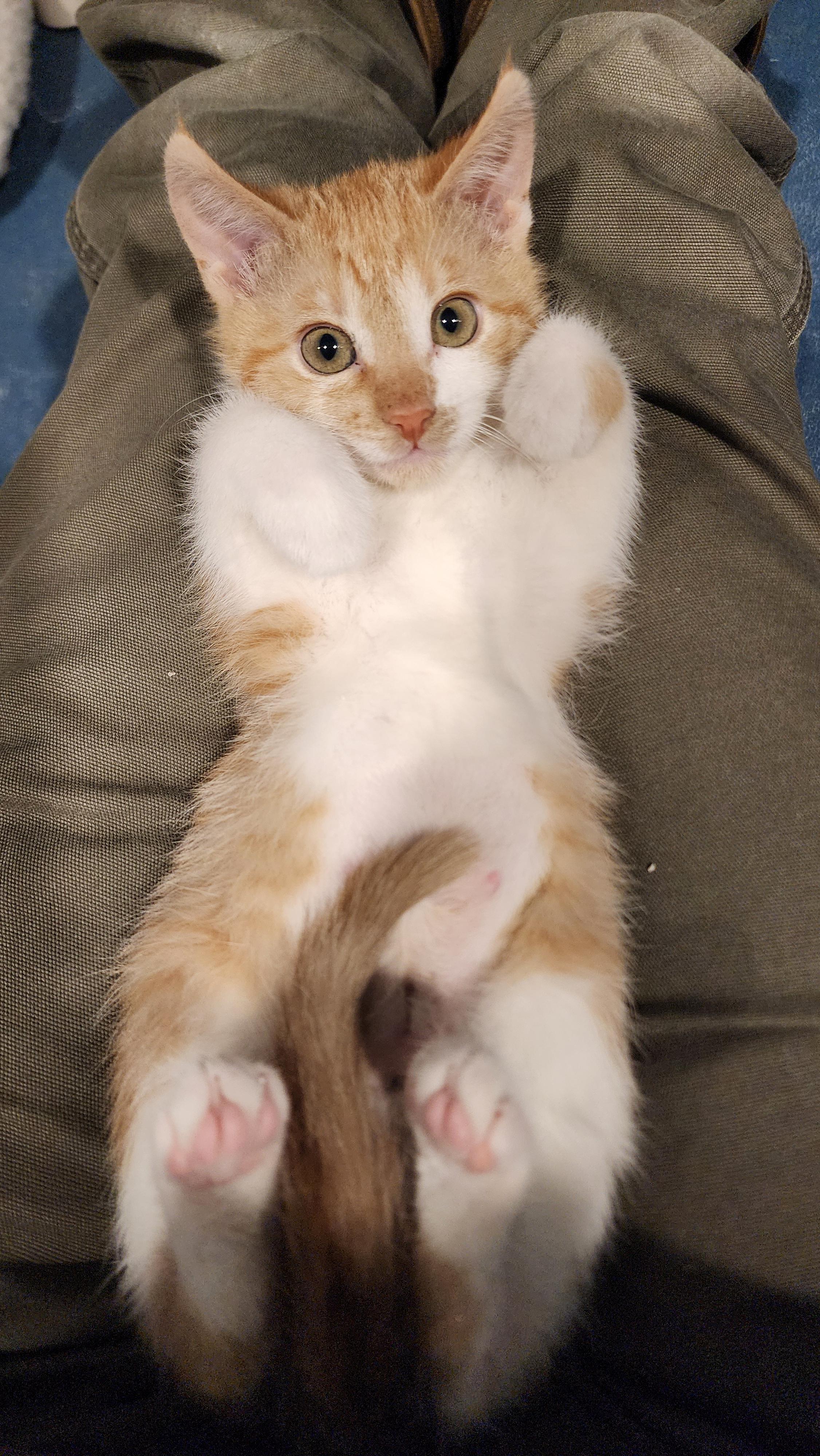 Enlarge Strelka, an adopted Domestic Short Hair in Ely, MN image 2/2