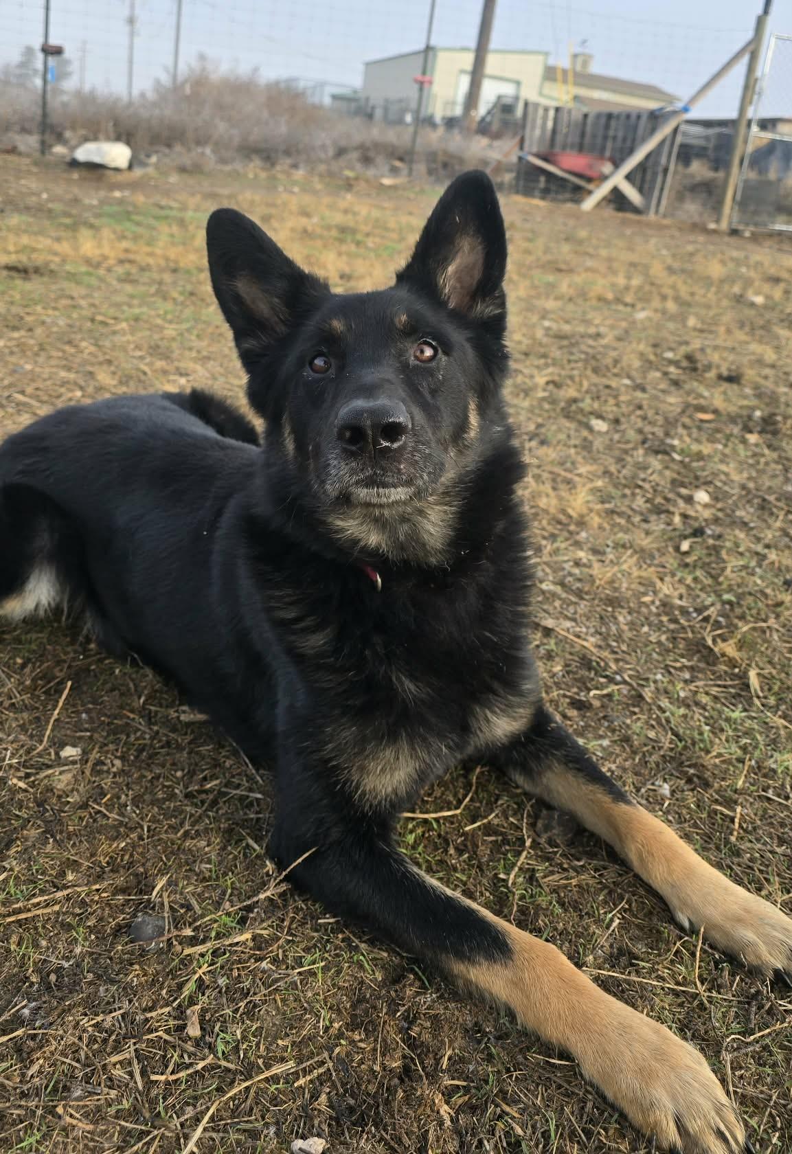 Enlarge Captain, a ADOPTABLE Shepherd in Othello, WA image 2/6