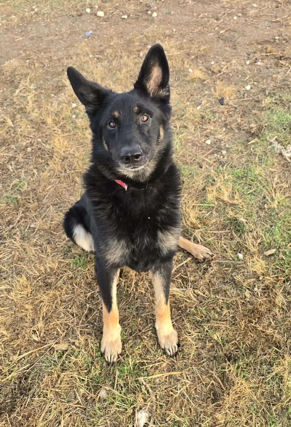 Enlarge Captain, a ADOPTABLE Shepherd in Othello, WA image 3/6