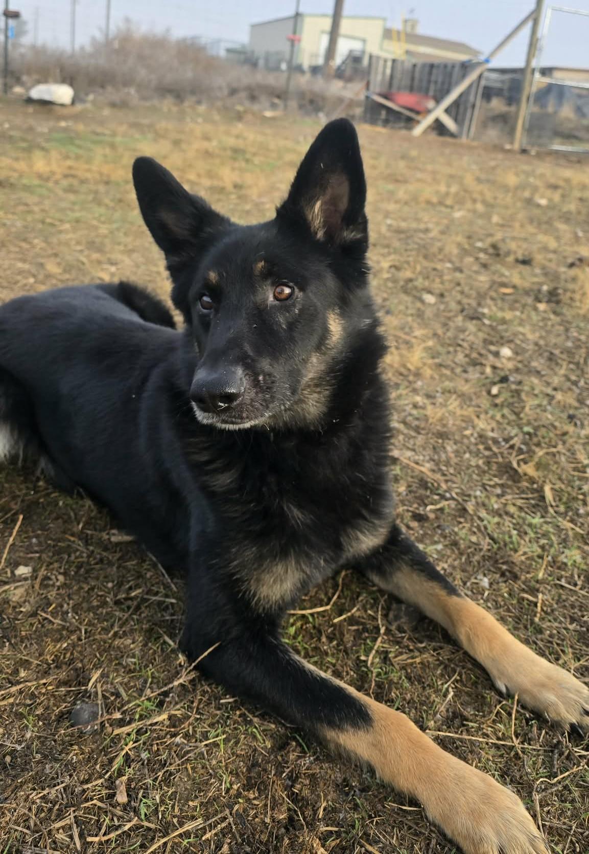 Enlarge Captain, a ADOPTABLE Shepherd in Othello, WA image 5/6