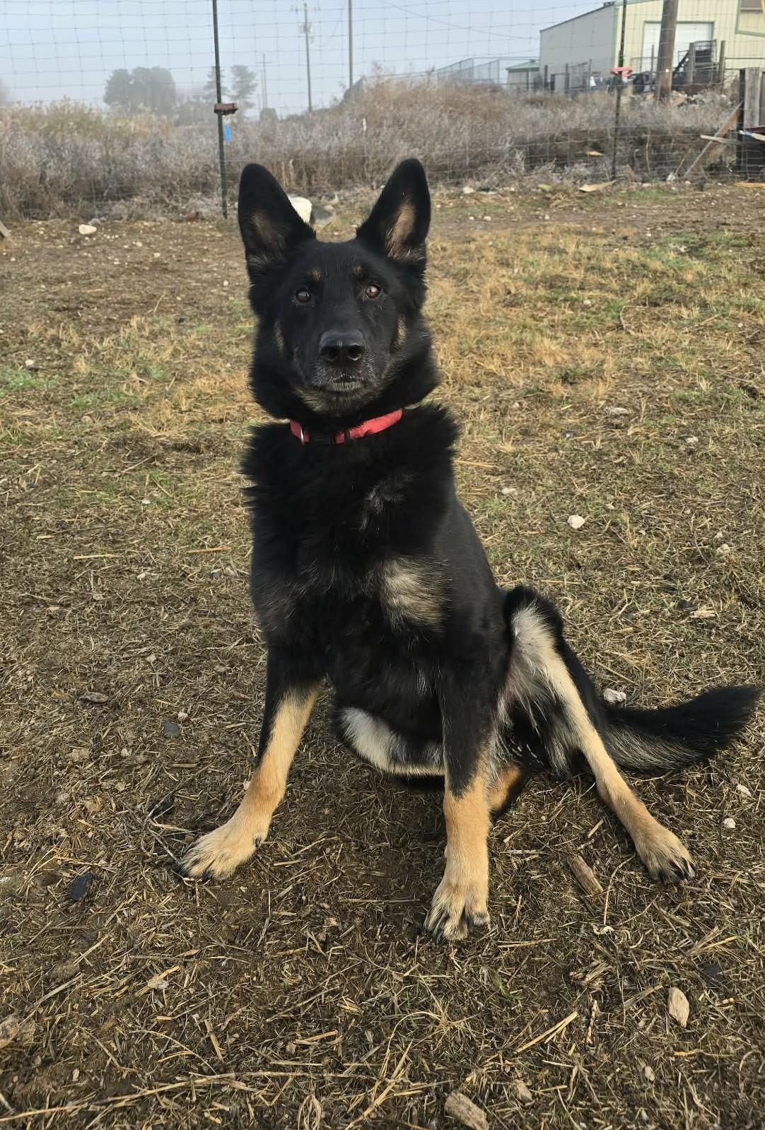 Enlarge Captain, a ADOPTABLE Shepherd in Othello, WA image 4/6