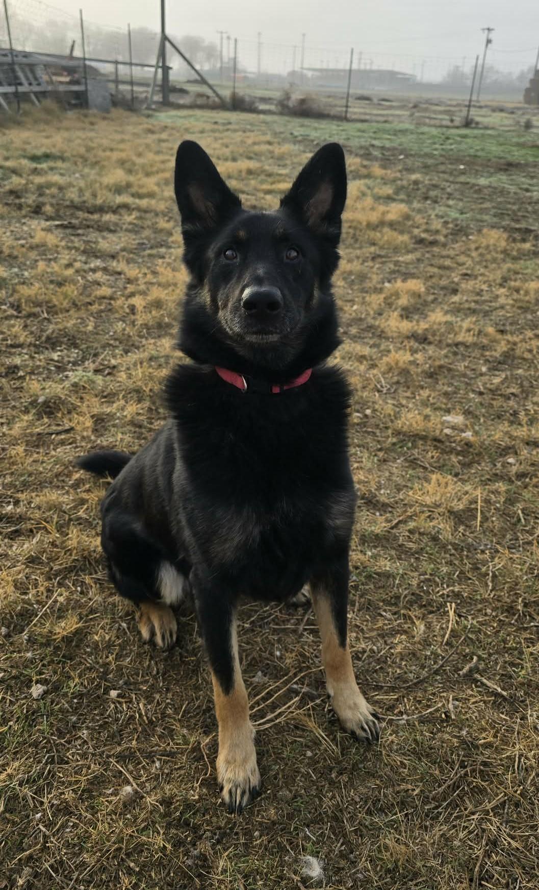 Enlarge Captain, a ADOPTABLE Shepherd in Othello, WA image 1/6