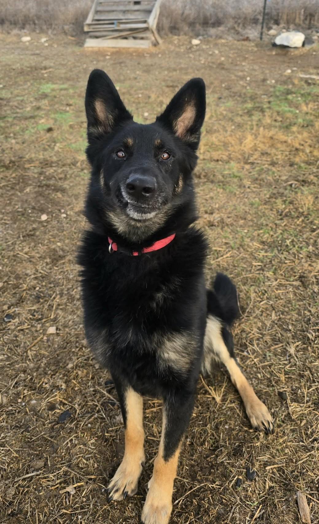Enlarge Captain, a ADOPTABLE Shepherd in Othello, WA image 6/6