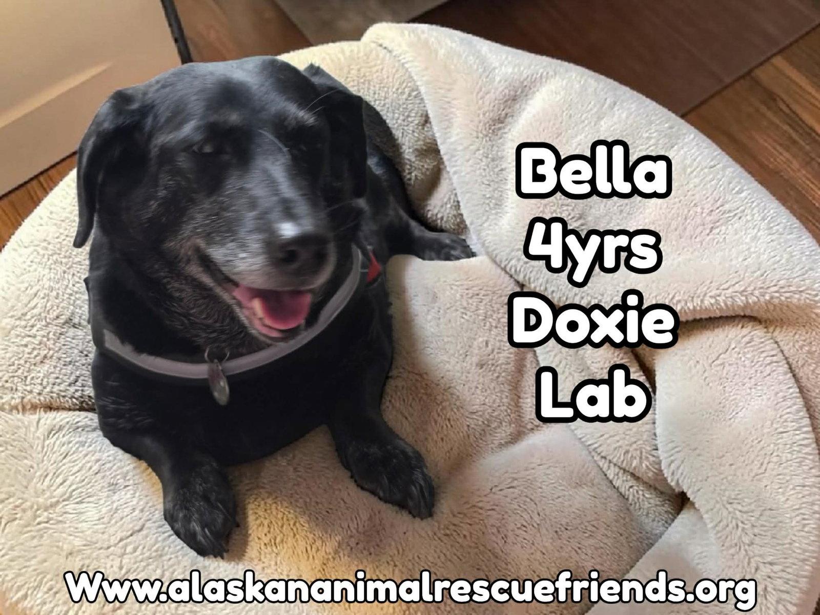 Enlarge Bella, a Adoptable mixed breed in Anchorage, AK image 1/3