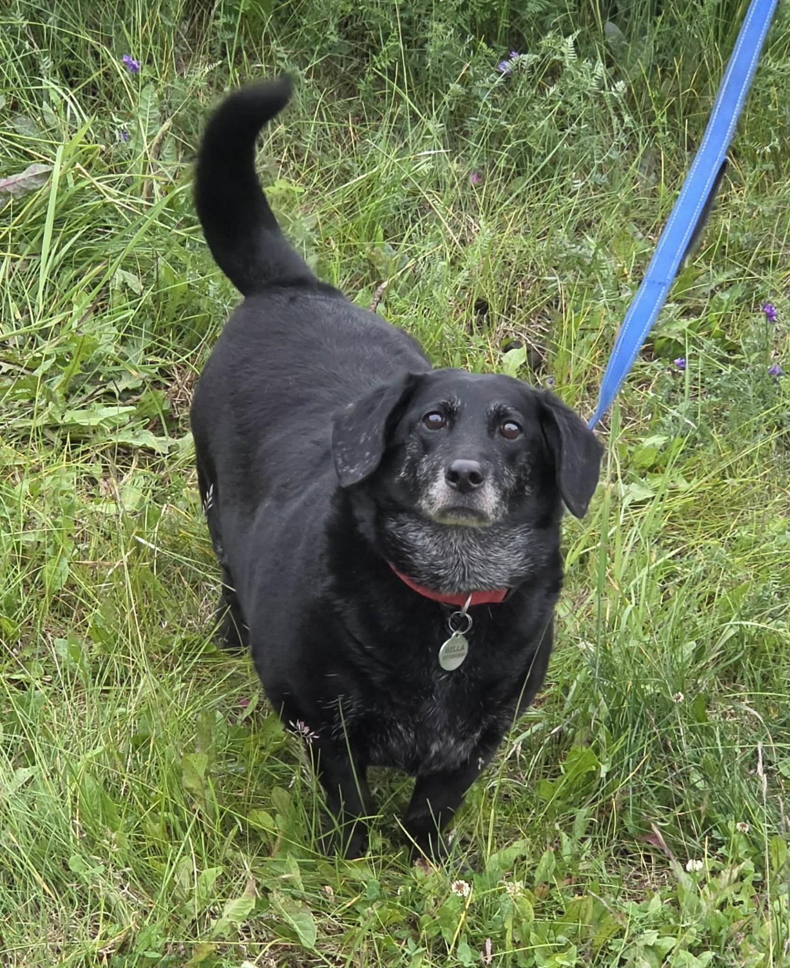 Enlarge Bella, a Adoptable mixed breed in Anchorage, AK image 2/3