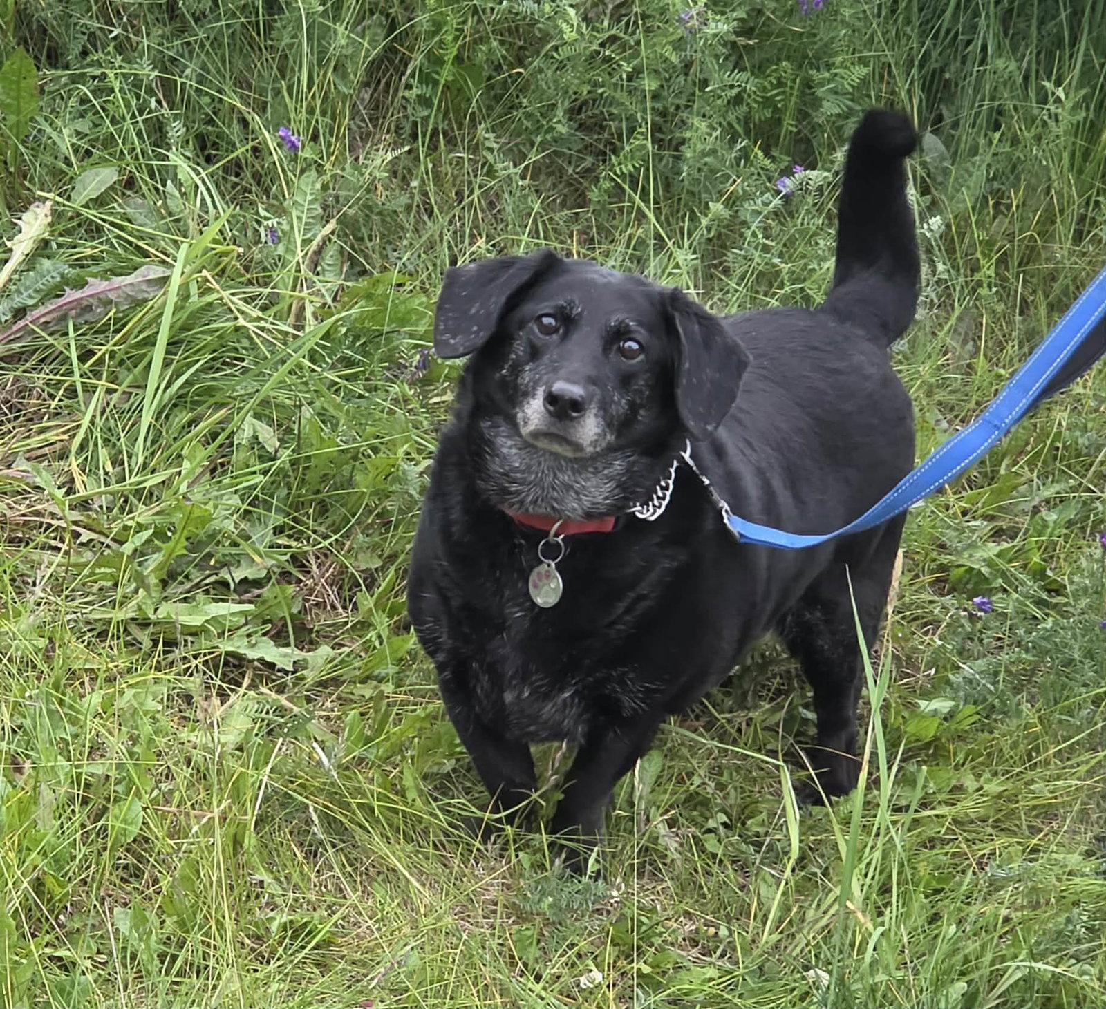 Enlarge Bella, a Adoptable mixed breed in Anchorage, AK image 3/3