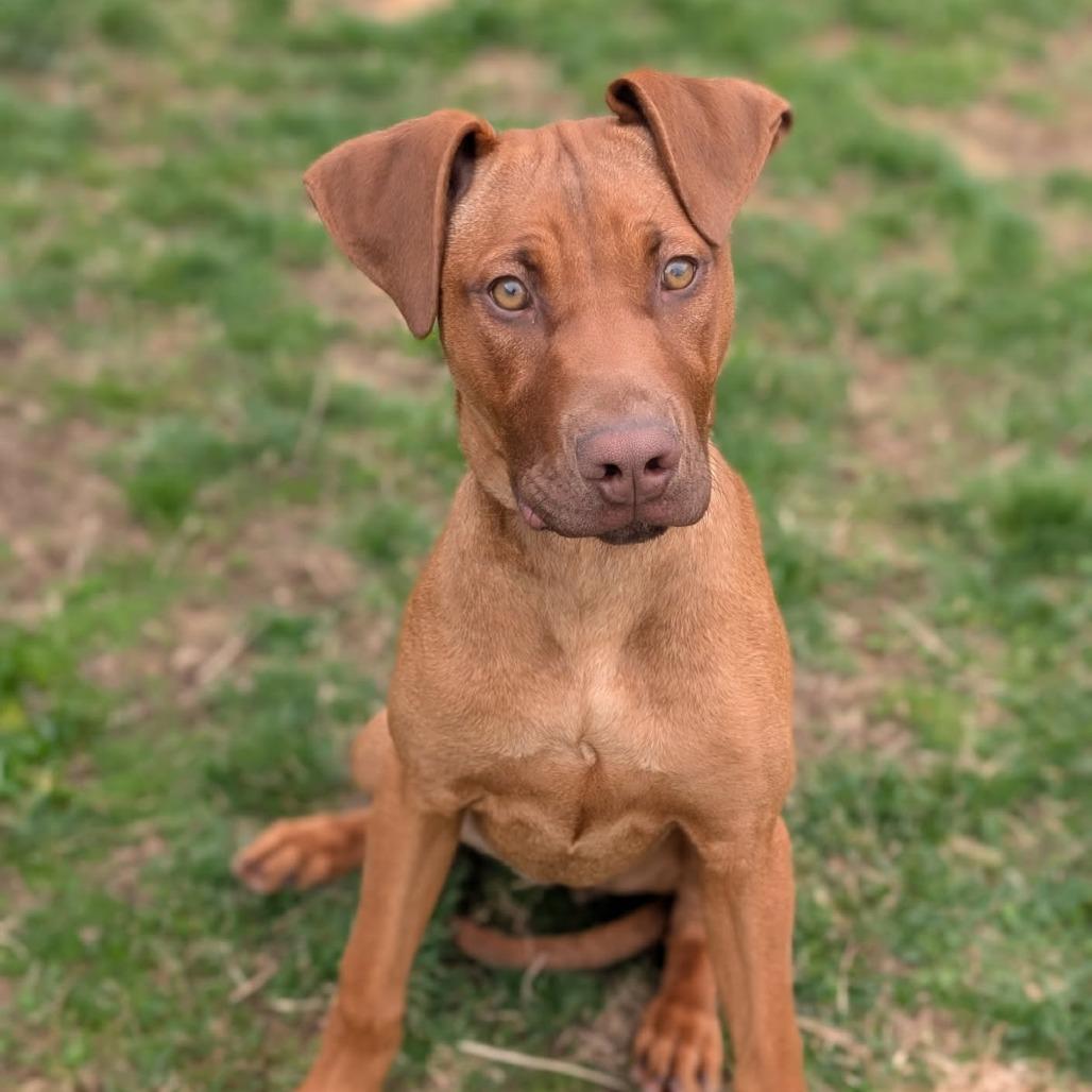 Enlarge 7932 Blair, a Adoptable Mixed Breed in Sandown, NH image 1/1