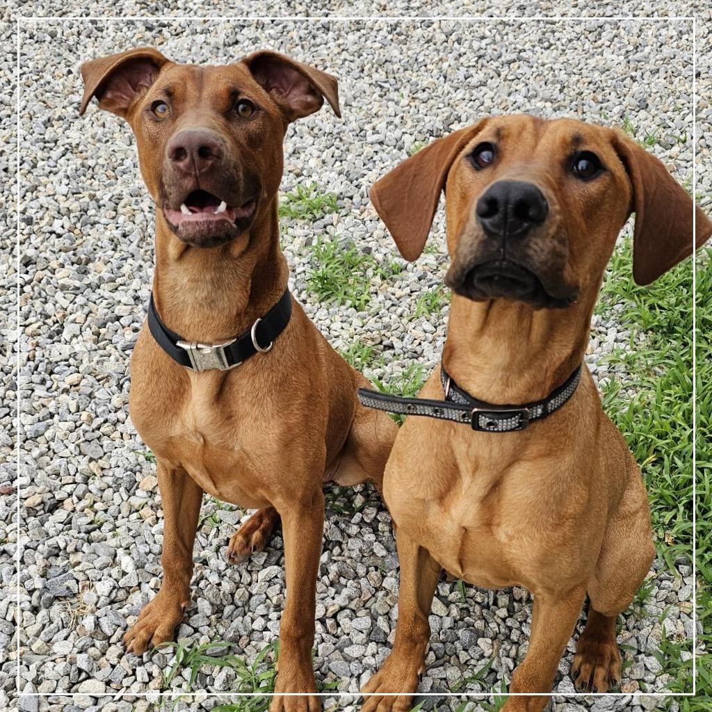 Enlarge 7932 Blair, a Adoptable Mixed Breed in Sandown, NH image 2/5