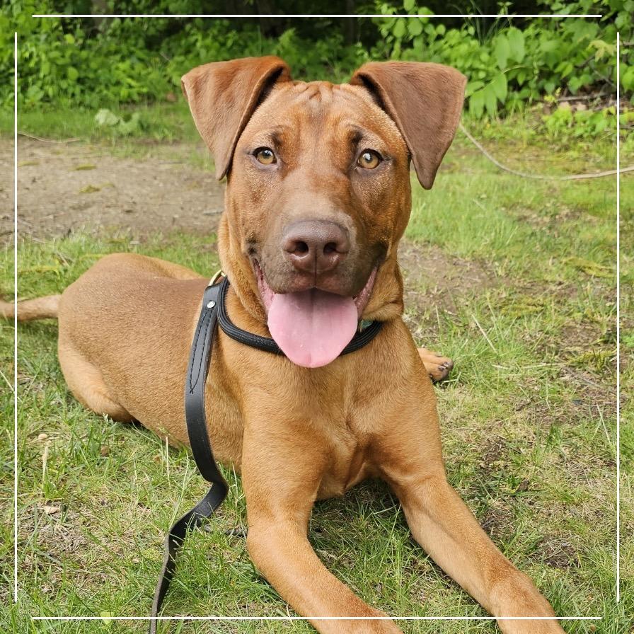 Enlarge 7932 Blair, a Adoptable Mixed Breed in Sandown, NH image 3/5