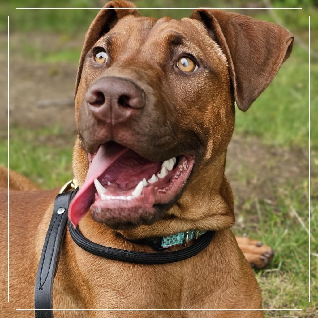 Enlarge 7932 Blair, a Adoptable Mixed Breed in Sandown, NH image 4/5