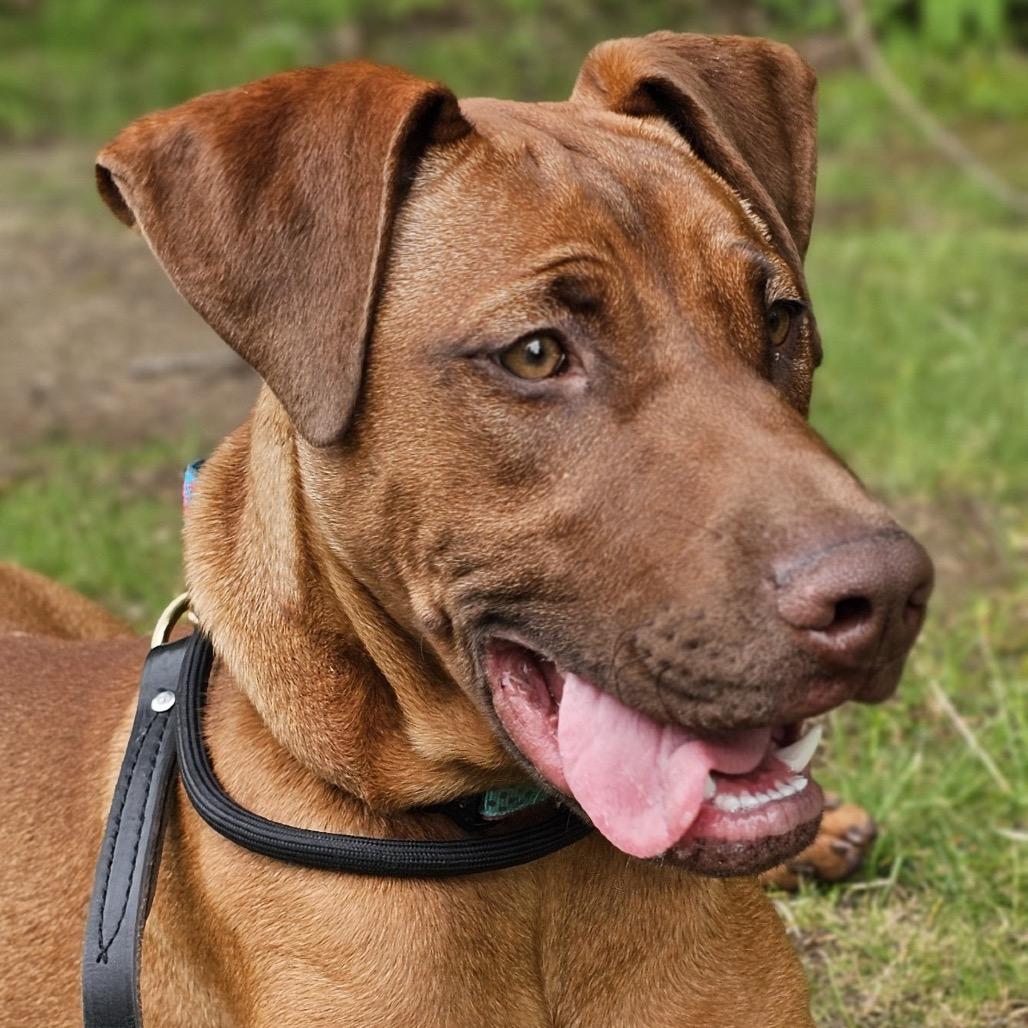 Enlarge 7932 Blair, a Adoptable Mixed Breed in Sandown, NH image 5/5