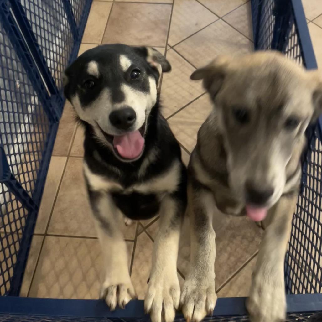 Nani, Adoptable, Puppy Female Labrador Retriever & Siberian Husky.