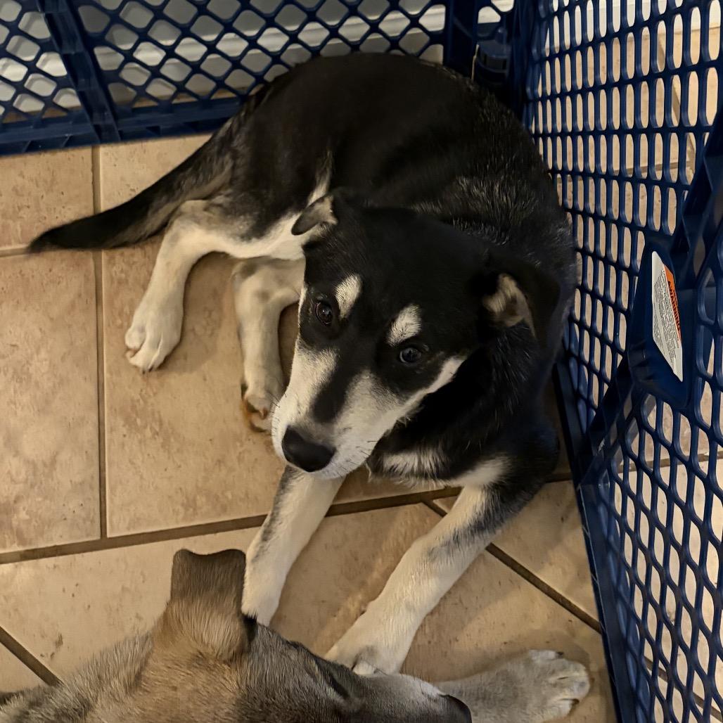 Enlarge Nani, a Adoptable mixed breed in Fayetteville, GA image 2/6