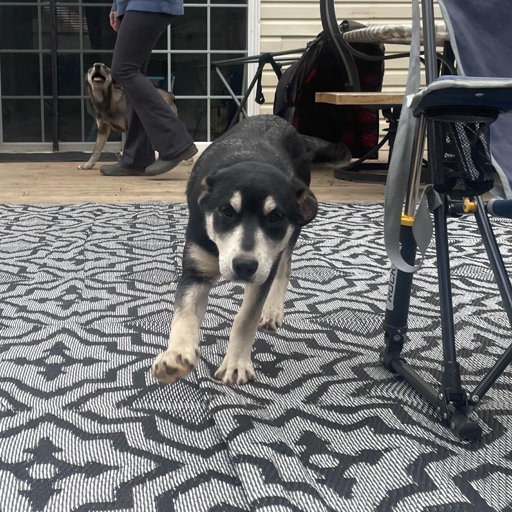 Enlarge Nani, a Adoptable mixed breed in Fayetteville, GA image 3/6