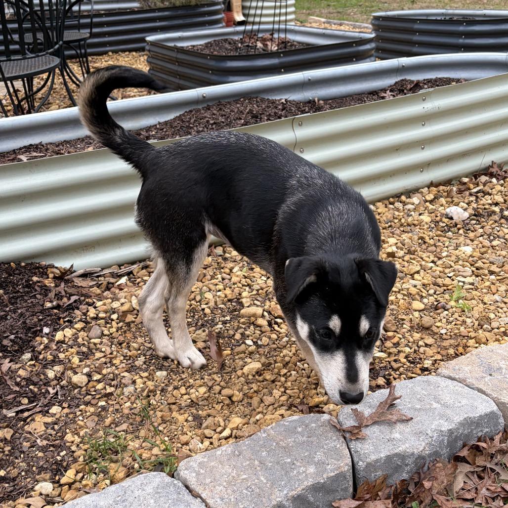 Enlarge Nani, a Adoptable mixed breed in Fayetteville, GA image 5/6