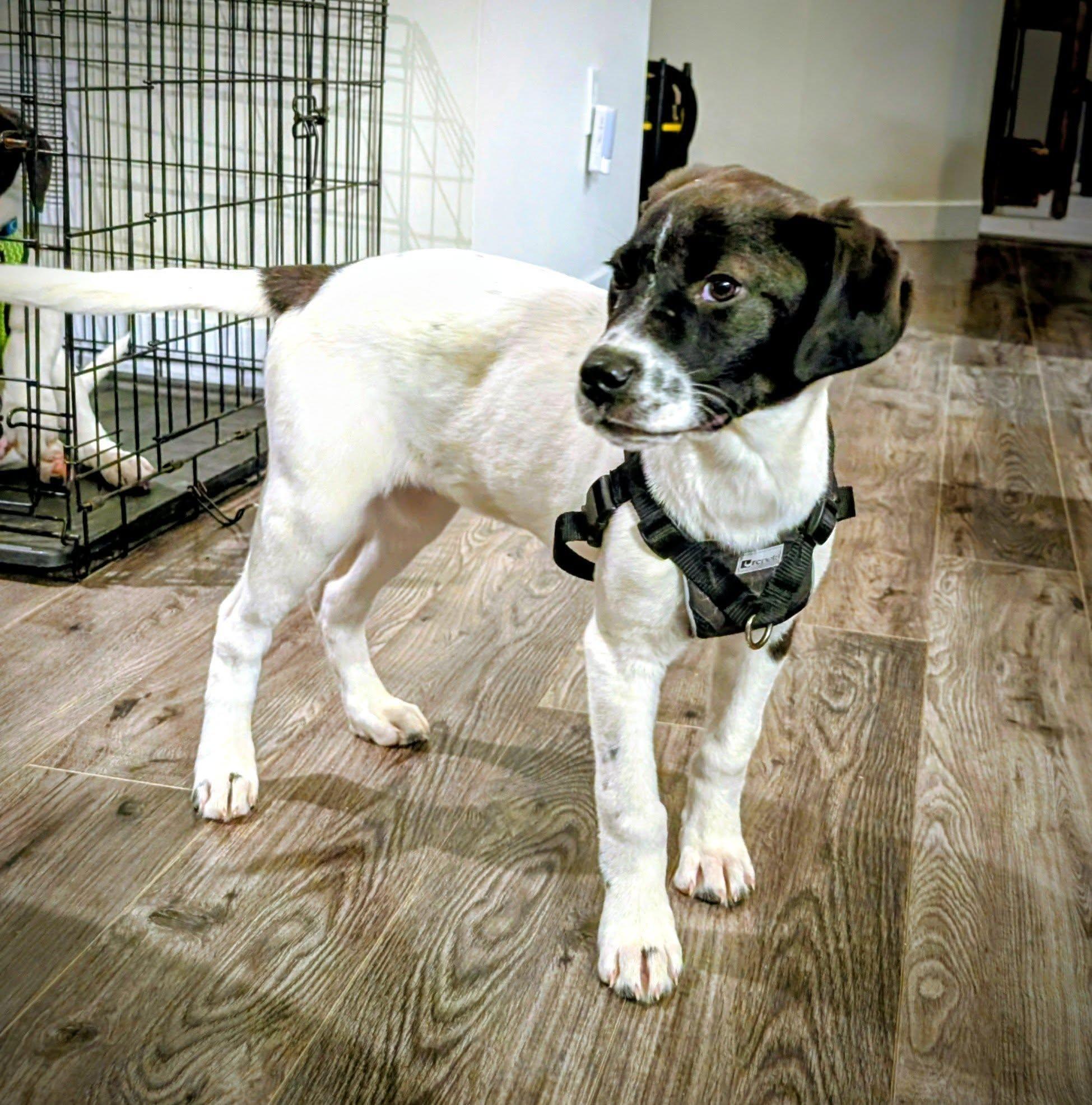 Annie, an adoptable mixed breed in Woodstock, ON image 1/2