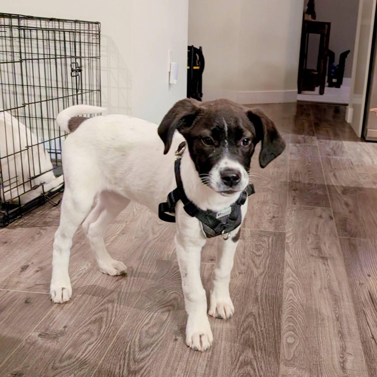 Annie, an adoptable mixed breed in Woodstock, ON image 2/2