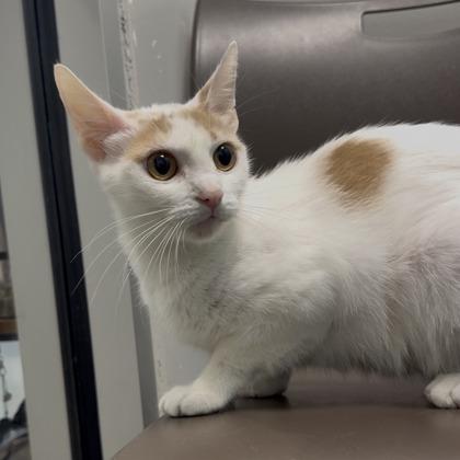 Enlarge Teemo, a Adoptable mixed breed in Janesville, WI image 1/2