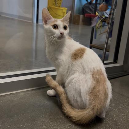 Enlarge Teemo, a Adoptable mixed breed in Janesville, WI image 2/2