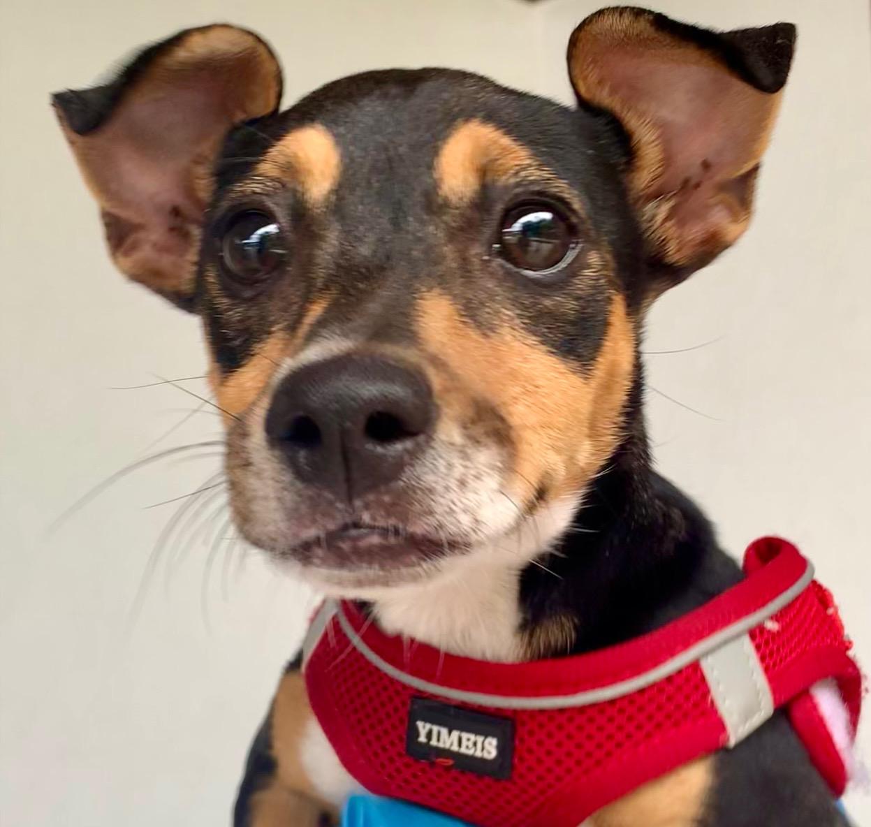 Gigi, Baby Female Jack Russell Terrier