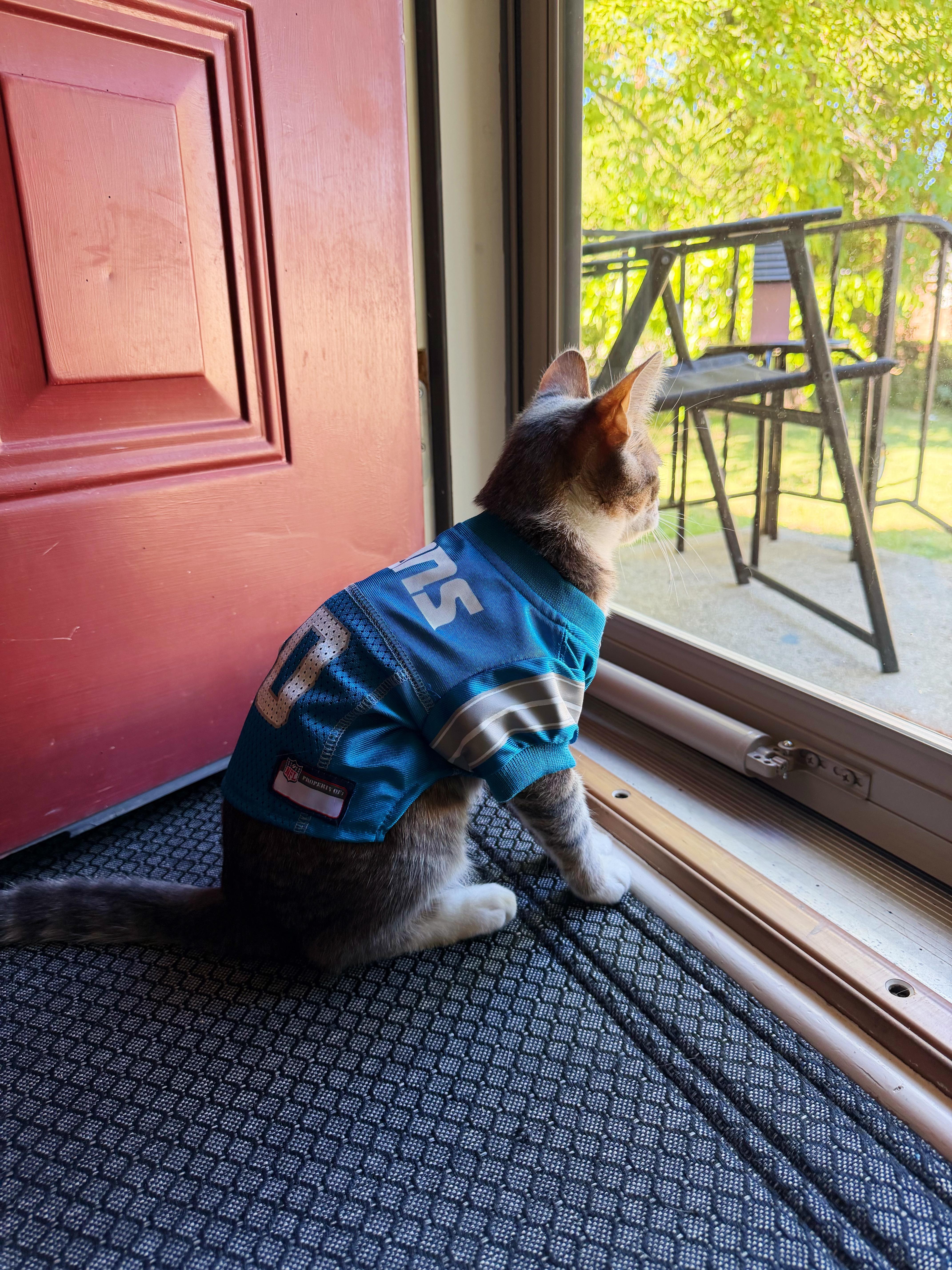 Enlarge Rookie, a Adoptable Domestic Short Hair in Sterling Heights, MI image 2/2