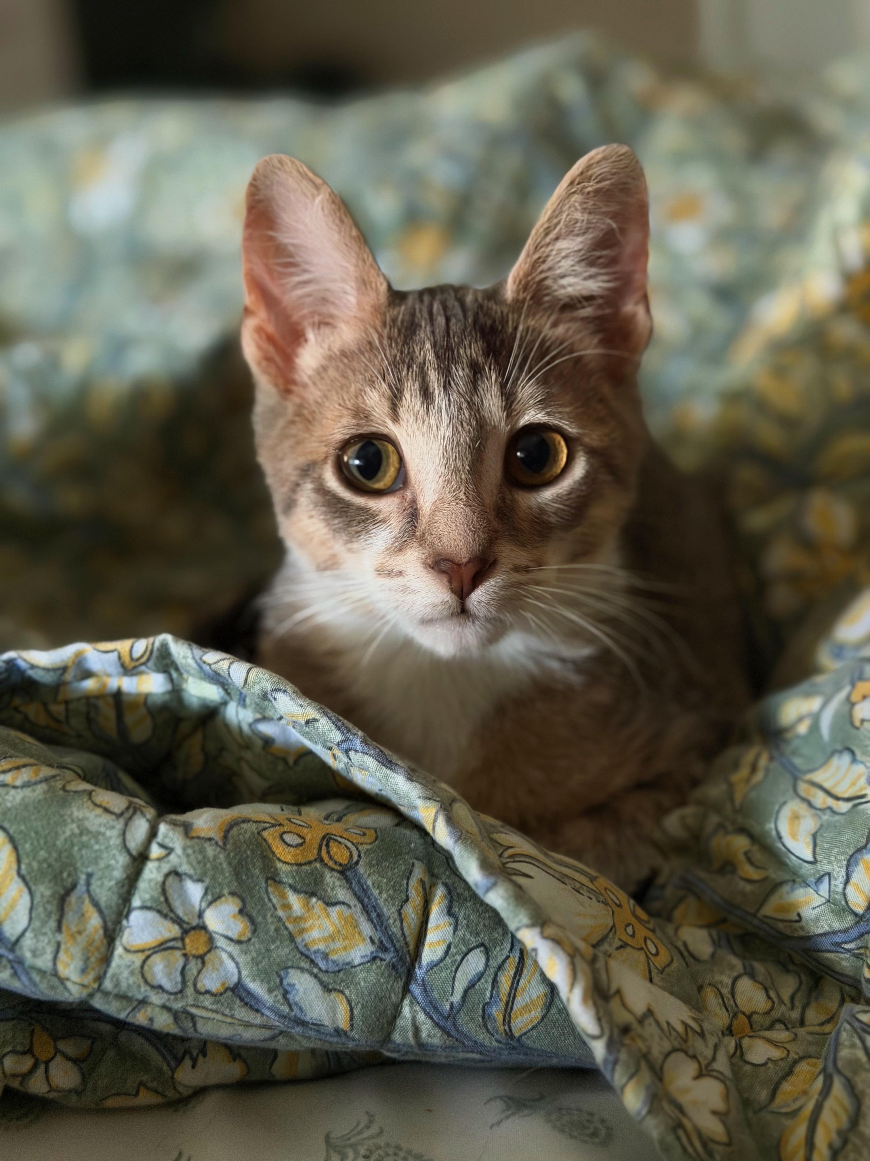 Rookie, Adoptable, Kitten Male Domestic Short Hair.