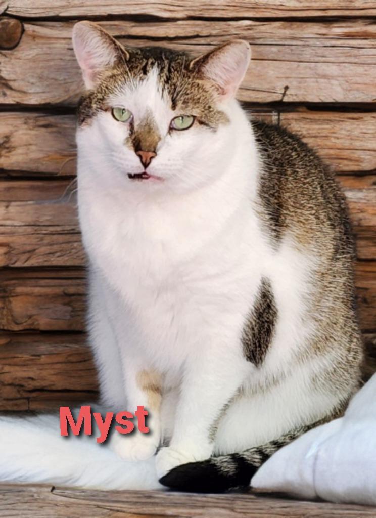 Enlarge Myst, a Adoptable mixed breed in Jim Thorpe, PA image 3/5
