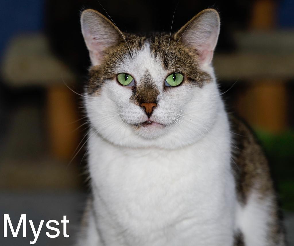 Enlarge Myst, a Adoptable mixed breed in Jim Thorpe, PA image 4/5