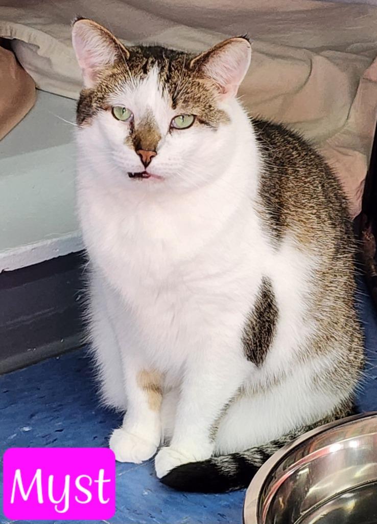 Enlarge Myst, a Adoptable mixed breed in Jim Thorpe, PA image 5/5