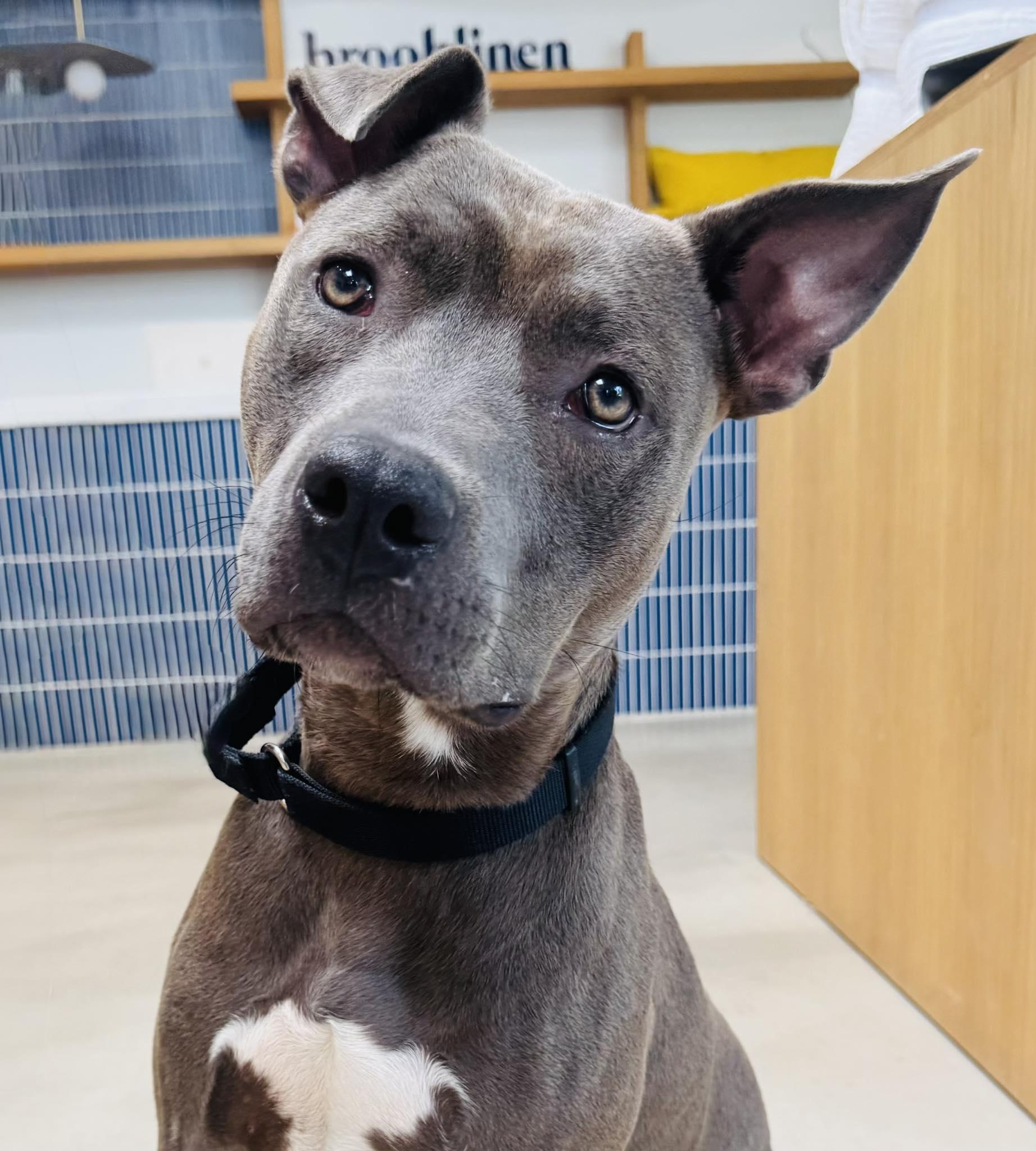 Roman, Adoptable, Young Male Staffordshire Bull Terrier.