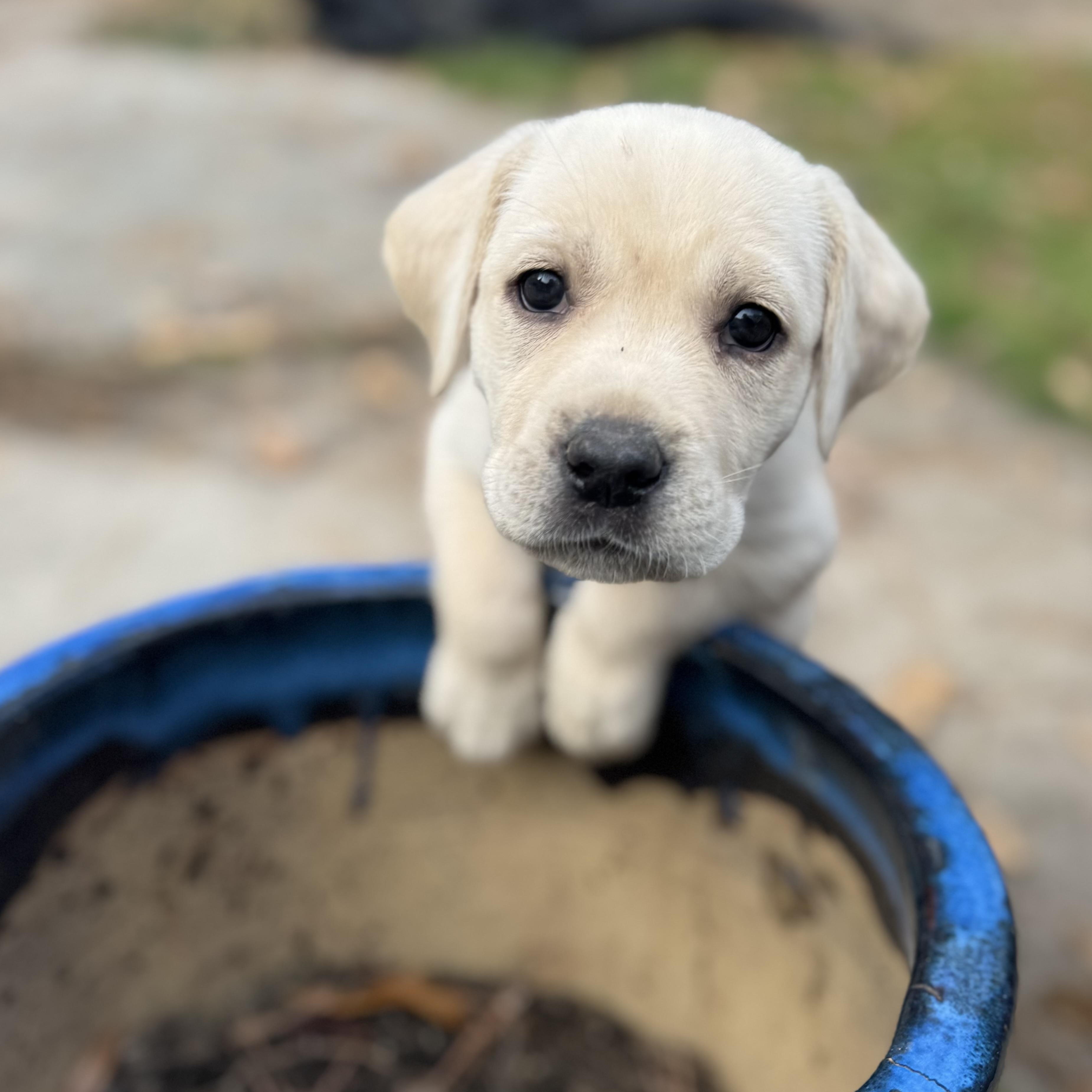 Pace, ADOPTABLE, Puppy Female Labrador Retriever.