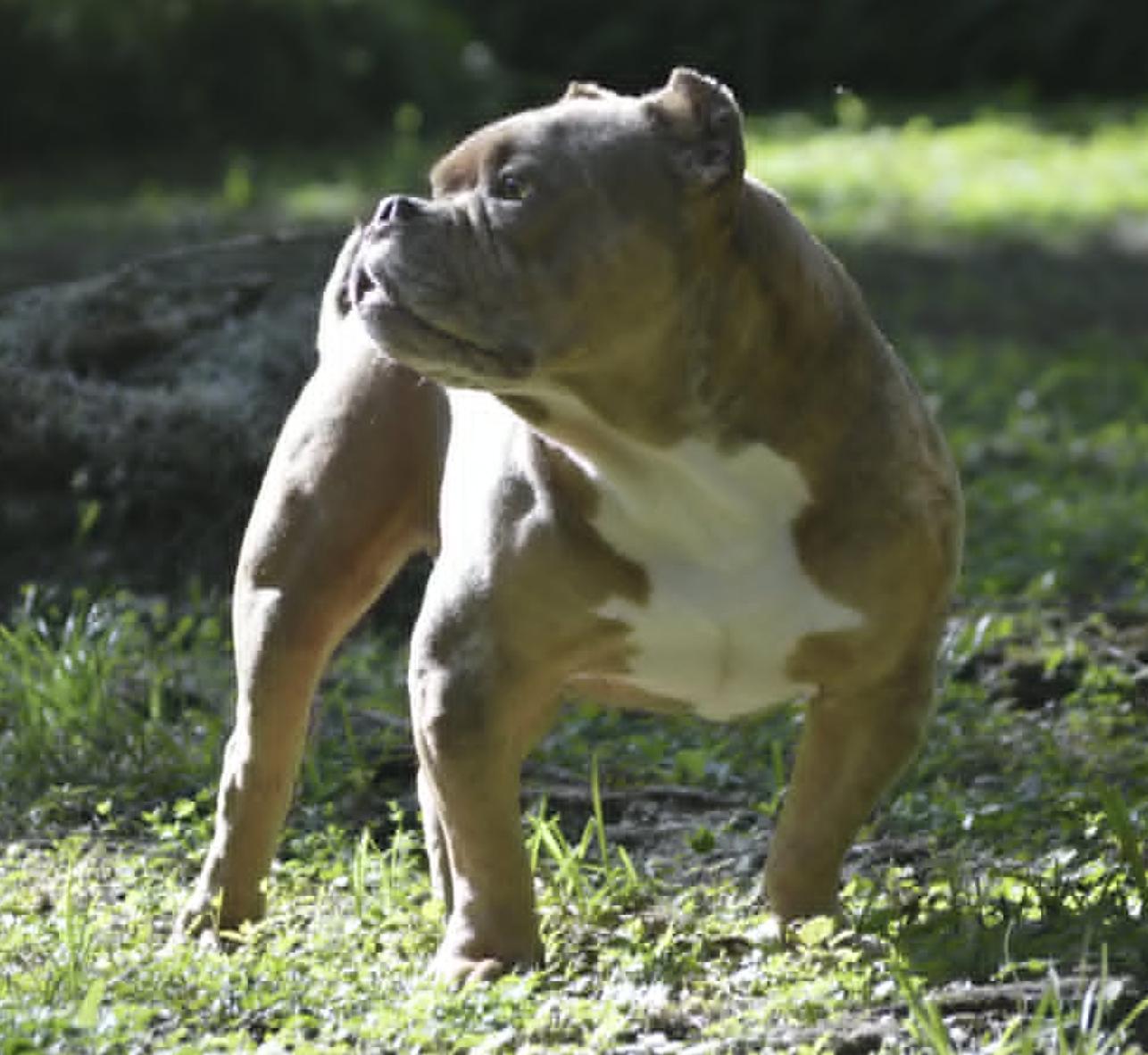 Frankie, Adoptable, Adult Male American Bulldog.