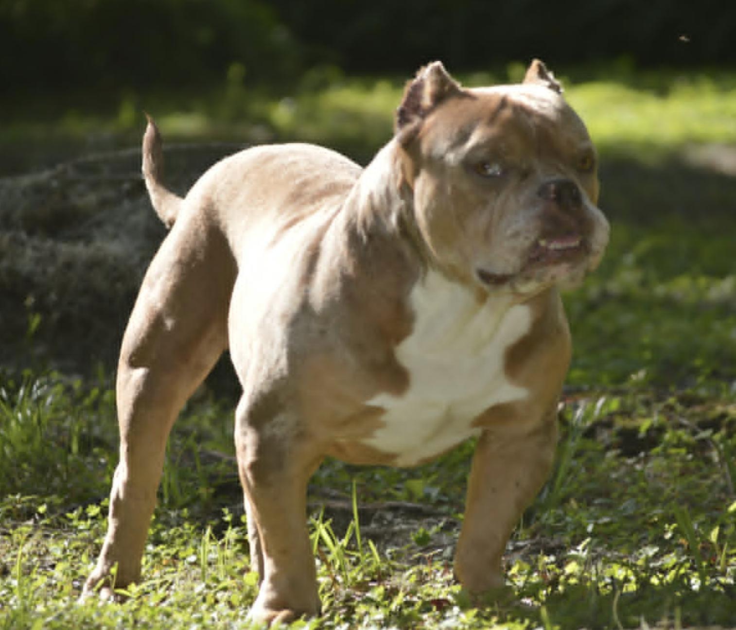 Frankie, a Adoptable American Bulldog in Osteen, FL image 2/3