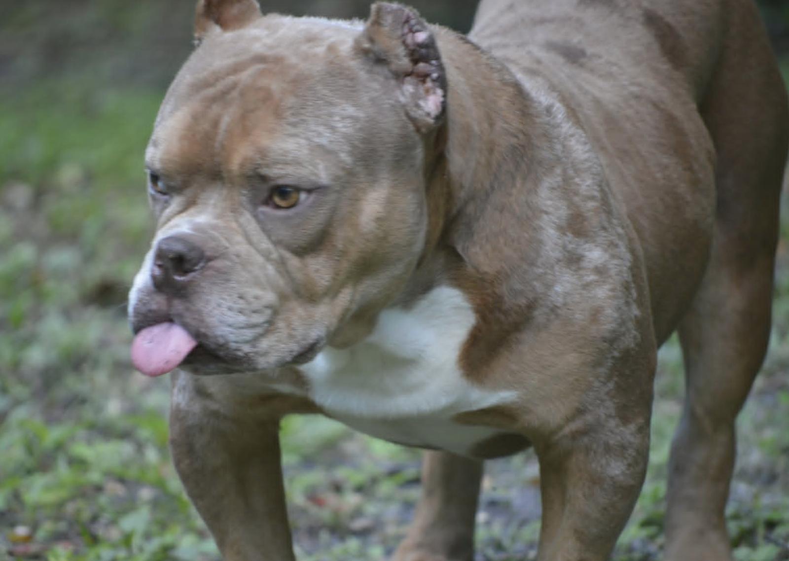 Frankie, a Adoptable American Bulldog in Osteen, FL image 3/3