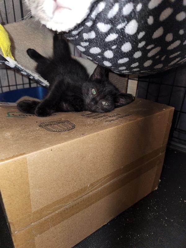 Bam Bam, Adoptable, Young Male Domestic Short Hair.