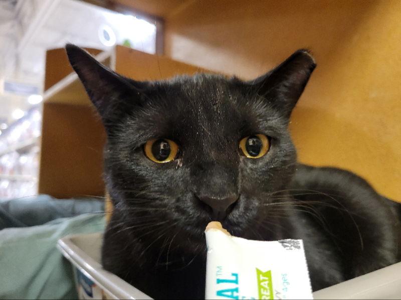 Bam Bam, Adoptable, Young Male Domestic Short Hair.