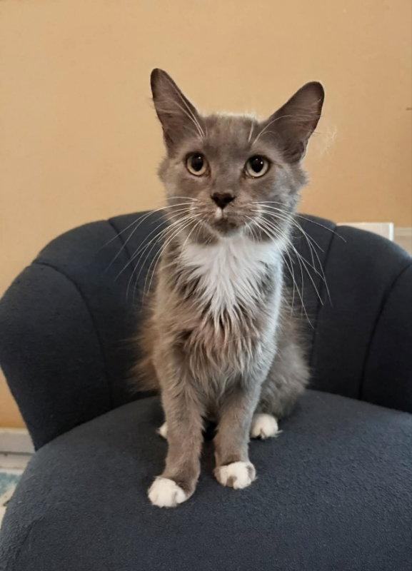 Rabbit, a Adopted Tuxedo in Knoxville, TN image 1/3