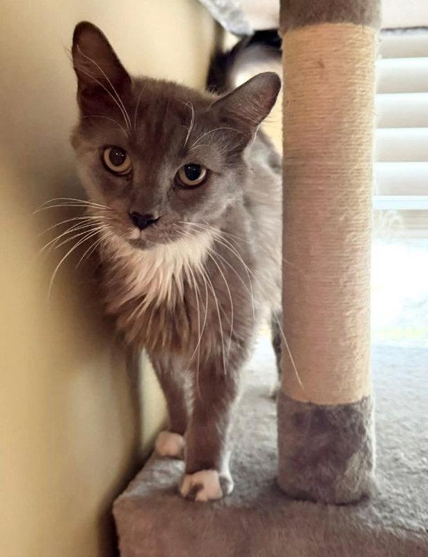Rabbit, a Adopted Tuxedo in Knoxville, TN image 2/3