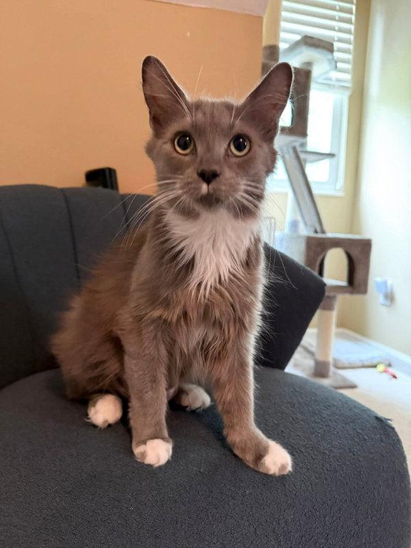 Rabbit, a Adopted Tuxedo in Knoxville, TN image 3/3