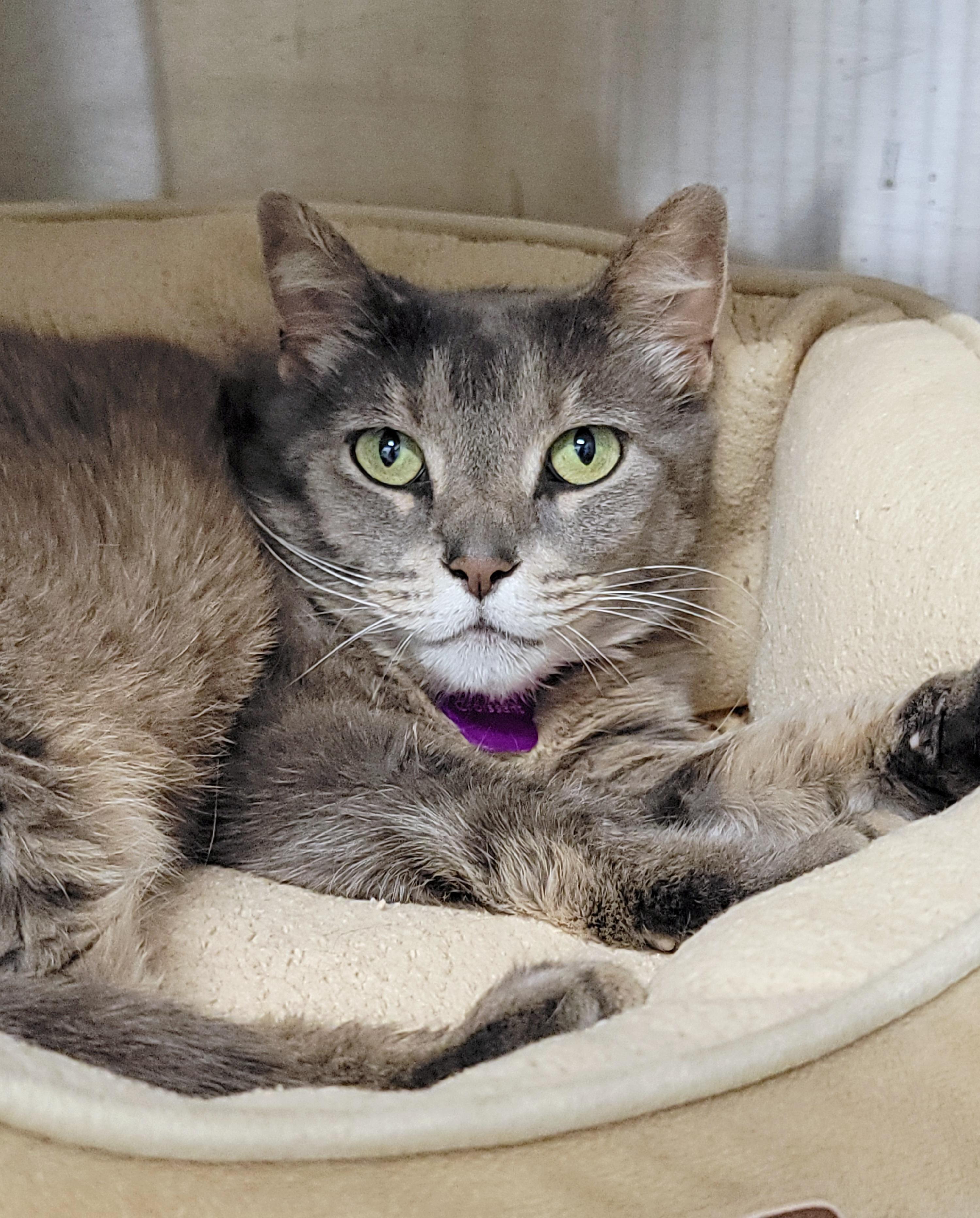 Enlarge CROISSANT, a Adoptable Domestic Short Hair in Grand Rapids, MI image 1/3