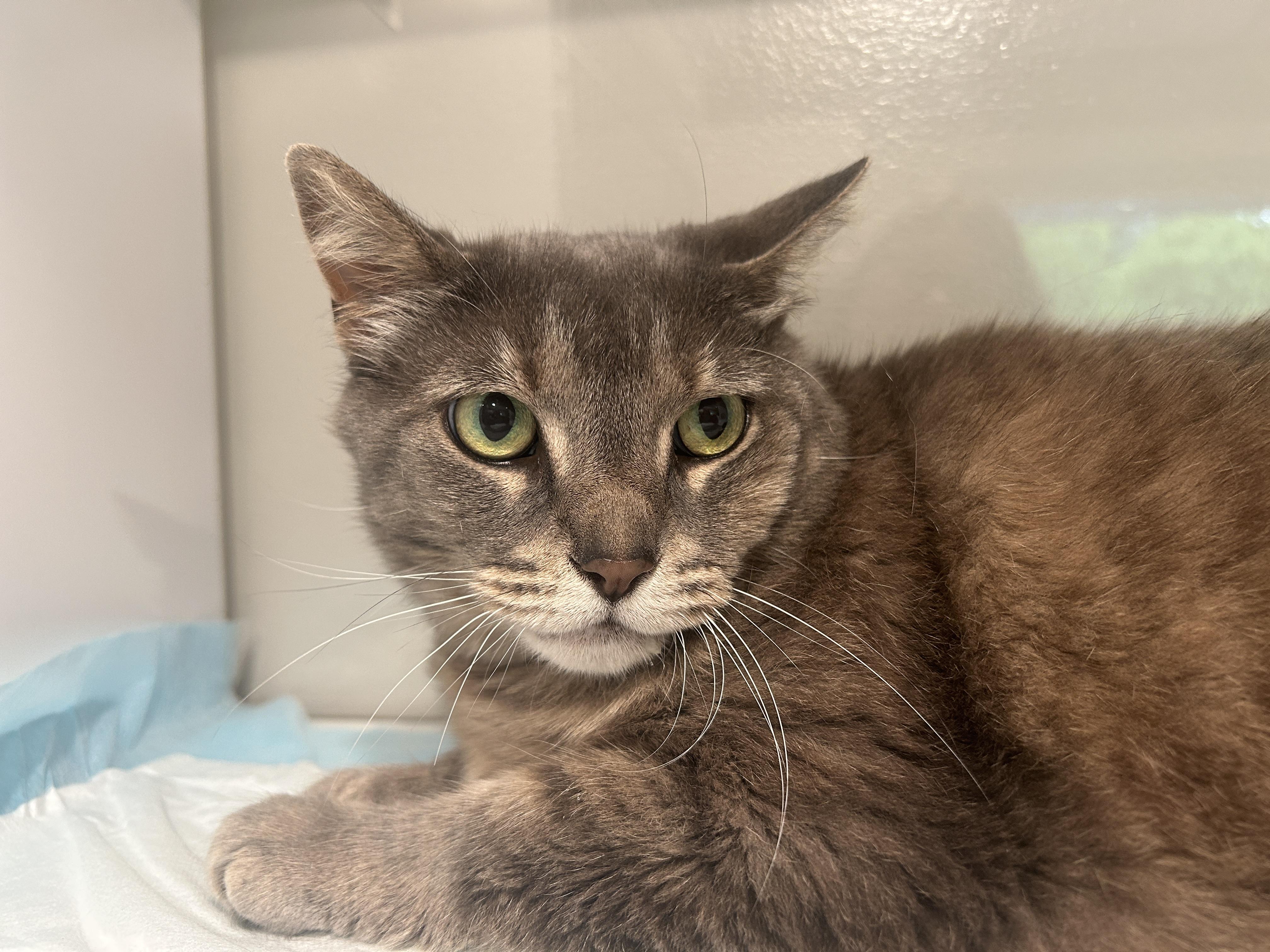 Enlarge CROISSANT, a Adoptable Domestic Short Hair in Grand Rapids, MI image 2/3