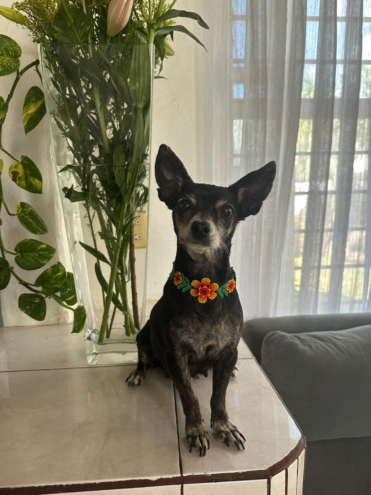 Trudy, a Adoptable mixed breed in Sherwood, OR image 2/6