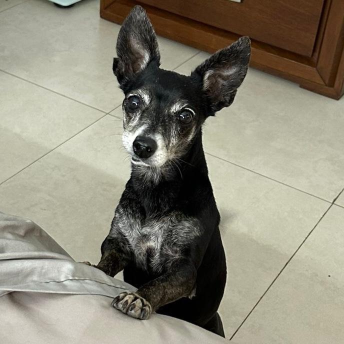 Trudy, a Adoptable mixed breed in Sherwood, OR image 6/6