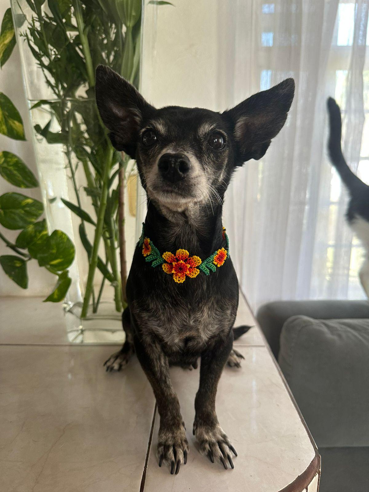 Trudy, a Adoptable mixed breed in Sherwood, OR image 3/6