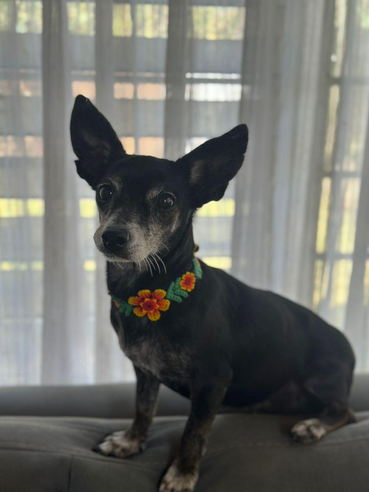 Trudy, a Adoptable mixed breed in Sherwood, OR image 5/6