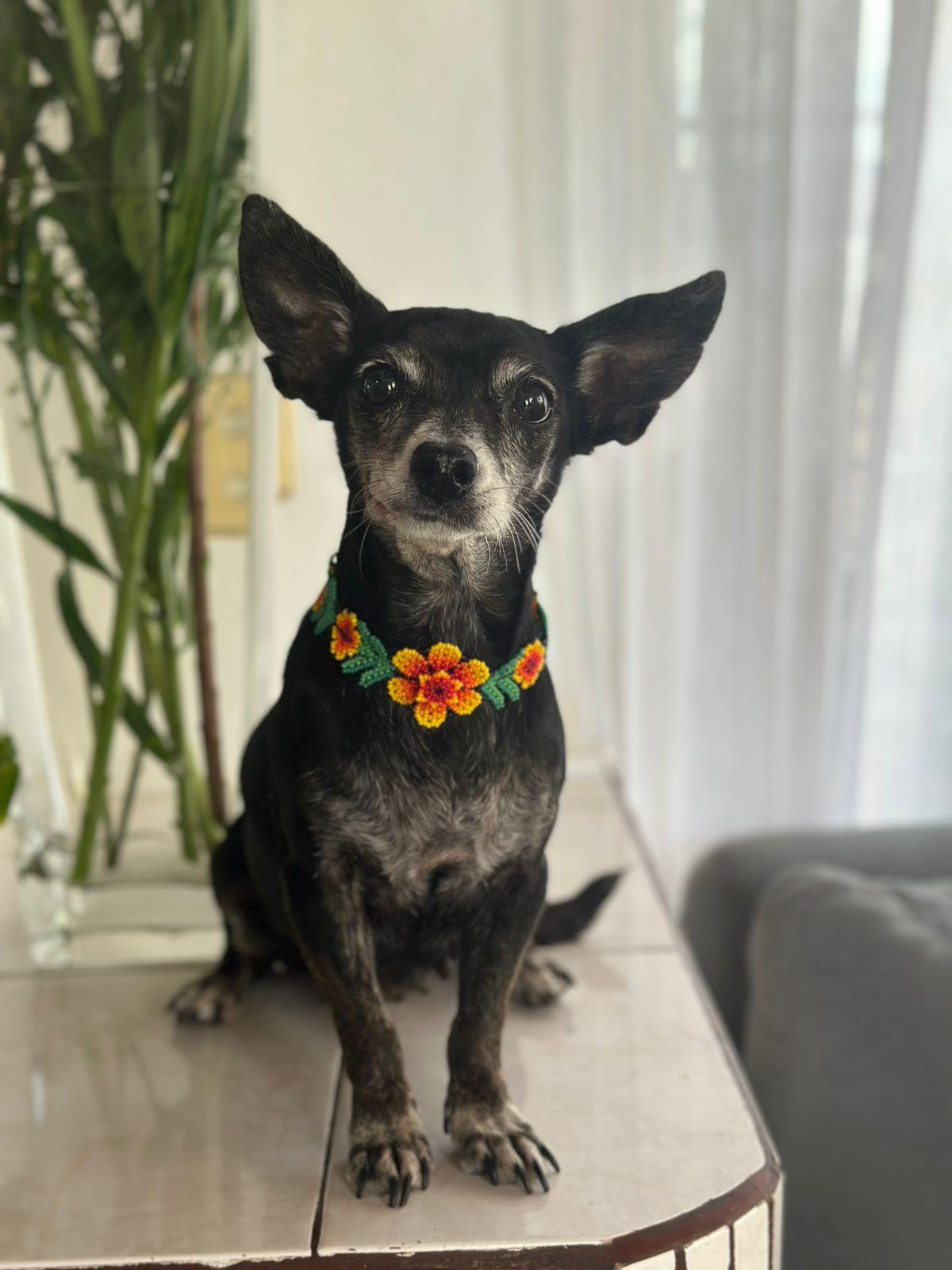 Trudy, Adoptable, Senior Female Chihuahua & Terrier.